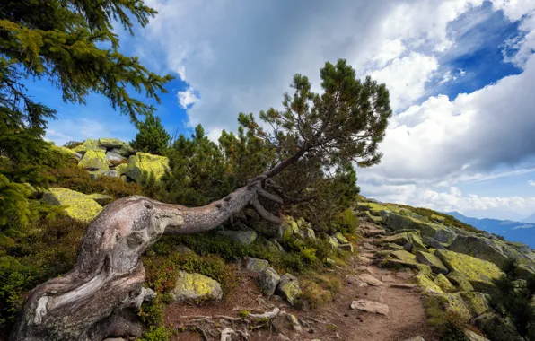 Picture Nature, Tree, Mountains, Trail, Stones, Pine