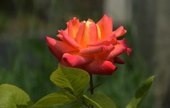 Picture bokeh, orange, bokeh, orange, Rose, rose