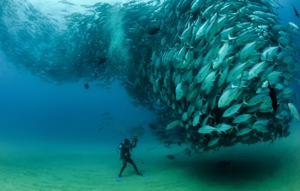 Fish, pack, the diver, under water, cant