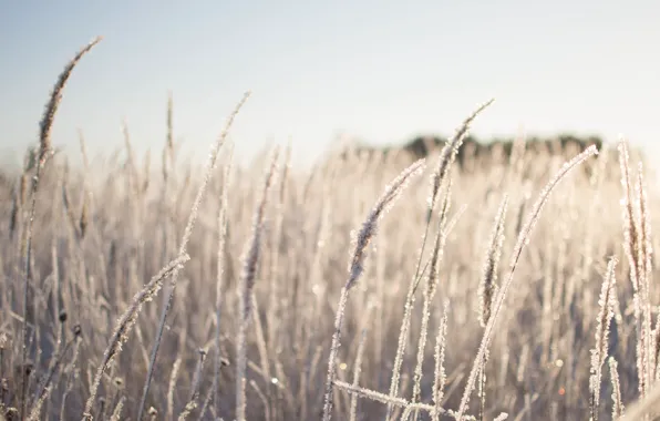 Winter, grass, snow, nature, beauty, Tomorrow dorffer