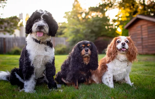 Dogs, yard, three, trio, friends, Trinity, three dogs