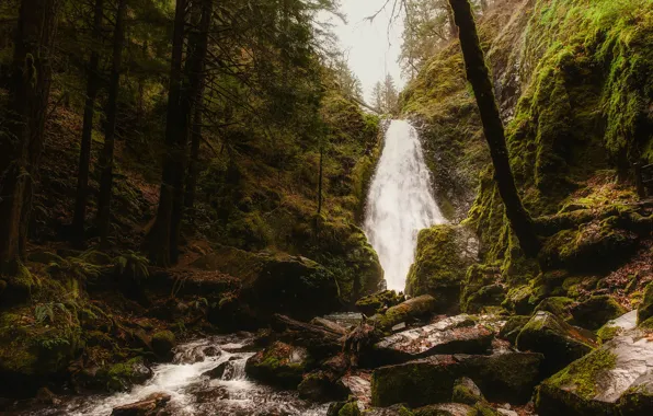 Forest, trees, stream, stones, waterfall, moss, Oregon, USA