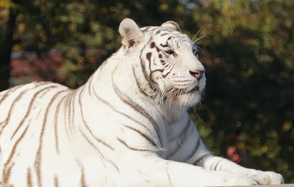 White, look, face, light, nature, tiger, pose, paws