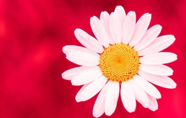 Flower, background, petals, Daisy