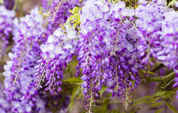 Flowers, close-up, branches, nature, background, color, beauty, spring