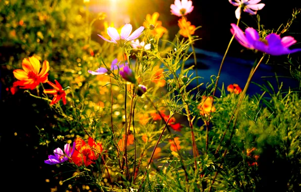 Picture field, rays, sunset, flowers, meadow