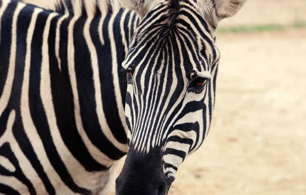 Zebra, white, black, stripes lines