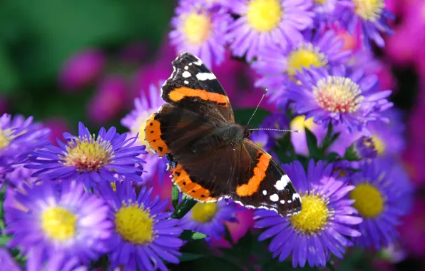 Picture flower, nature, butterfly, petals, moth