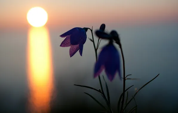 Picture landscape, sunset, flowers