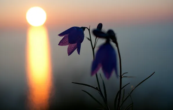 Picture flower, landscape, sunset