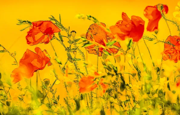 Flowers, background, Maki