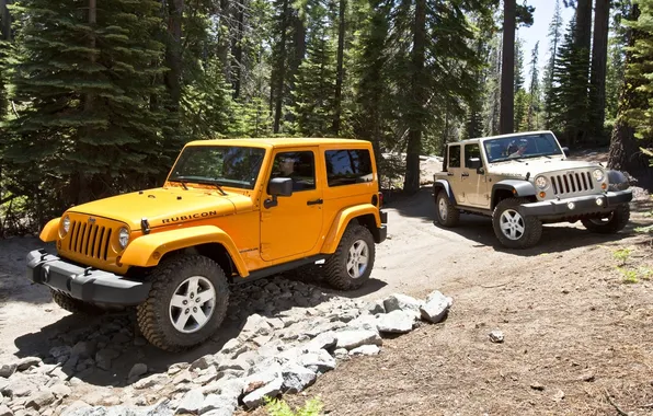 Picture forest, trees, stones, SUV, Jeep, Wrangler, Ringler, Jeep
