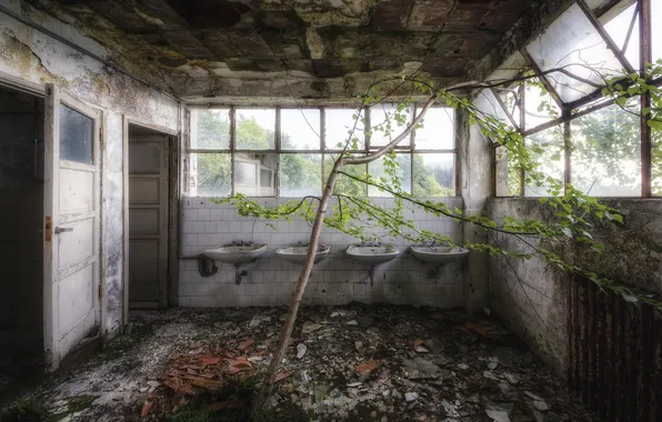 Room, tree, interior, sinks