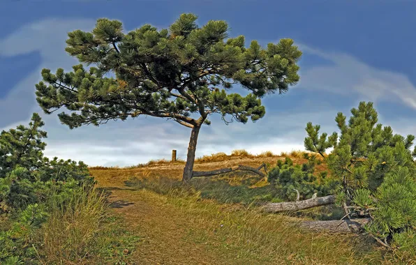 Grass, trees, nature, photo, beauty, beautiful pictures