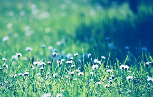 Picture field, grass, chamomile