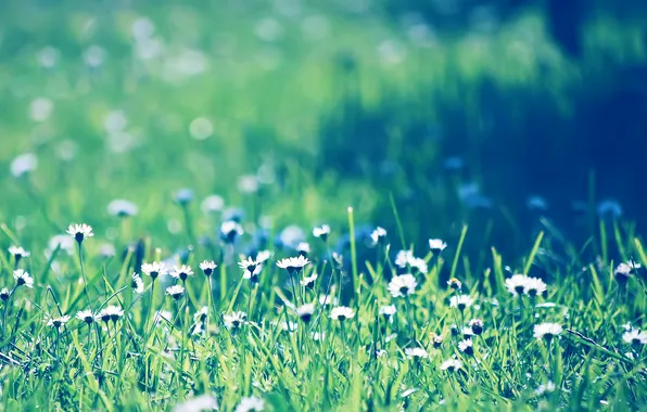Field, grass, chamomile