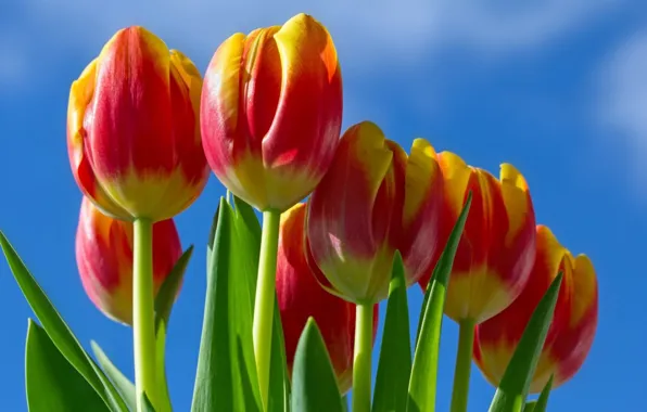 Picture flowers, tulips, pink
