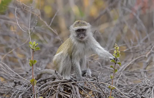 Branches, nature, monkey, DUELL ©