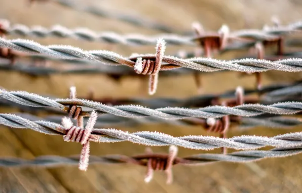 Macro, background, barbed wire