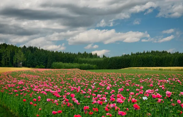 Field, forest, summer, the sky, clouds, flowers, blue, Maki