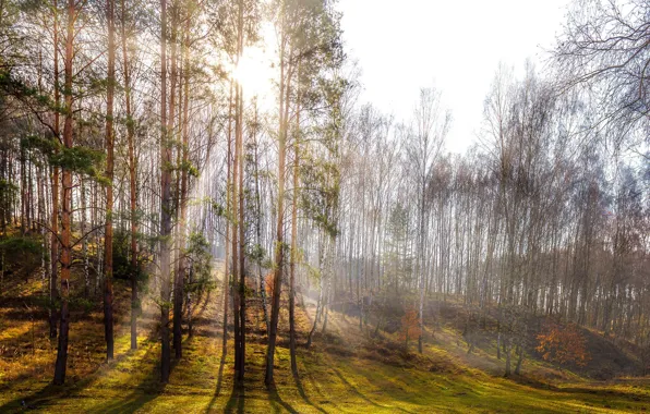 Forest, light, spring, morning