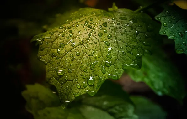 Drops, sheet, green