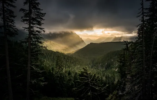 Wallpaper night, forest, nature