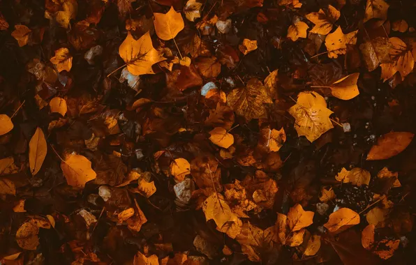 Autumn, leaves, foliage, fallen