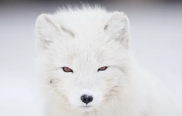 Picture portrait, look, winter, white, face, light background, Fox