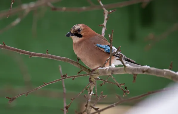 Birds, Jay, photo hunting