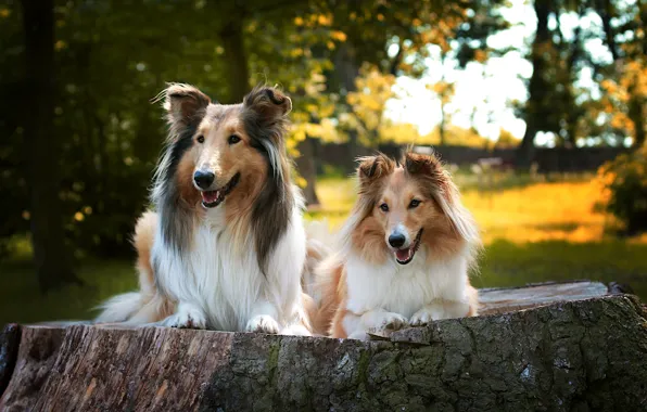 Dogs, look, trees, Park, stump, portrait, a couple, collie