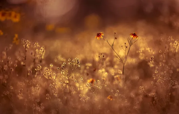 Picture field, summer, light, flowers, orange, yellow, sprig, glade