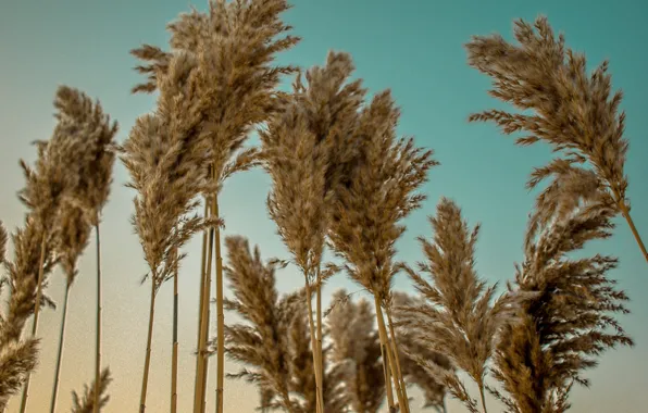 Picture grass, flowers, branches, yellow