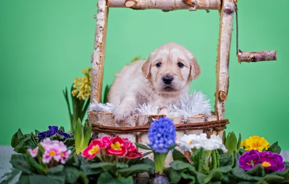 Picture flowers, animal, dog, well, puppy