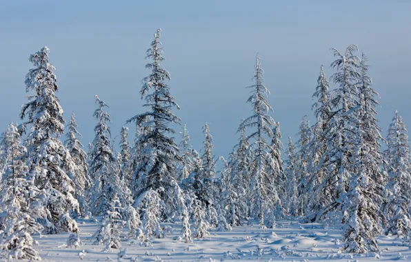 Cold, winter, snow, ate