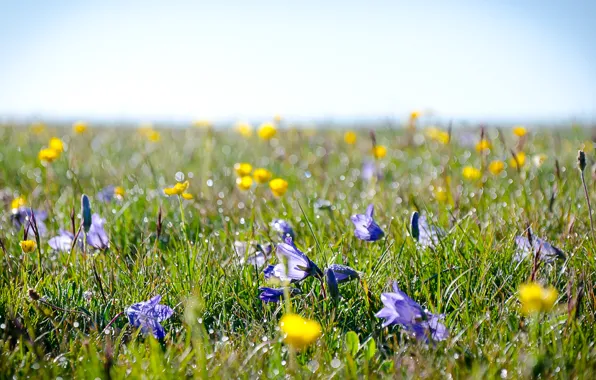 Picture field, grass, flowers, Rosa, meadow, Alpine