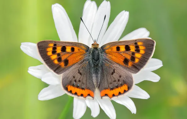 Picture white, macro, flowers, pattern, butterfly, chamomile, petals, insect