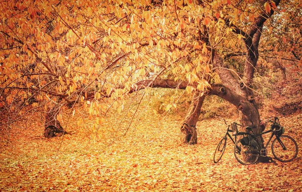 Autumn, leaves, light, trees, bikes
