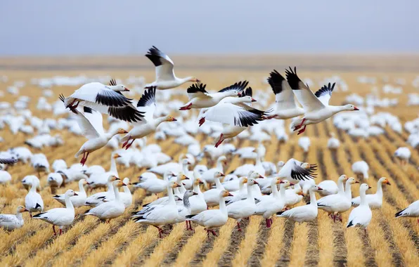 Field, birds, geese, wildlife, Montana, Fairfield, Migration, Choteau