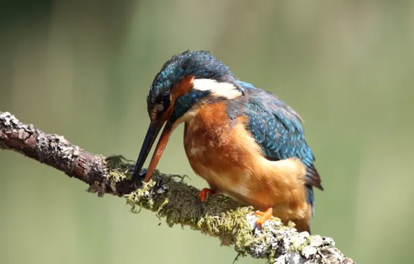 Pose, background, bird, branch, beak, bird, Kingfisher, bright plumage