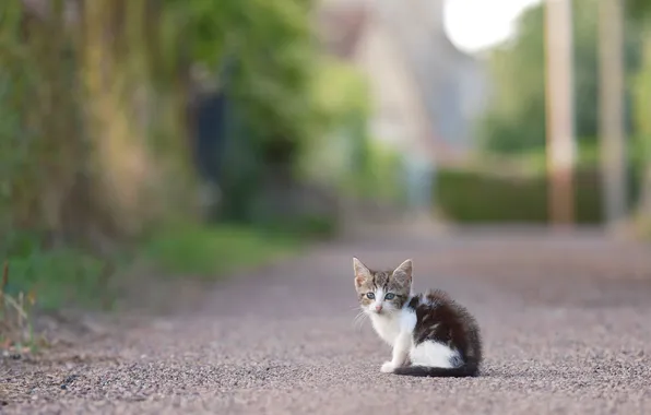 Road, cat, look, trees, pose, kitty, street, baby