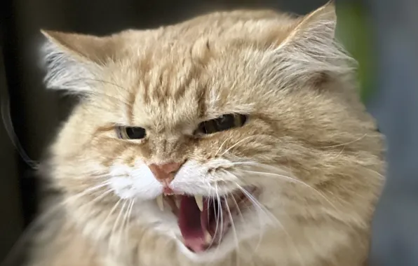 Cat, Marquis, pechora