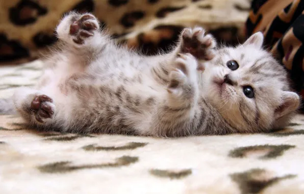 Cat, kitty, pretty