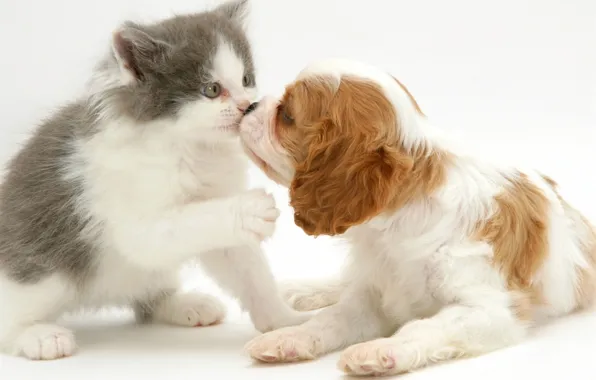 Picture kitty, kiss, puppy, Spaniel