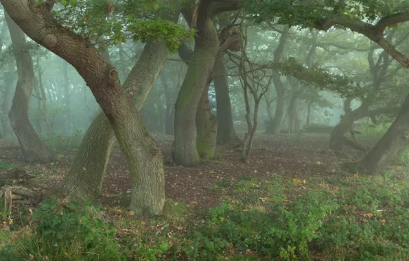 Picture forest, trees, oaks, in the fog, wizards, something, whisper