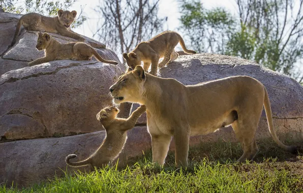 Stones, kittens, lions, the cubs, lioness, motherhood, cubs