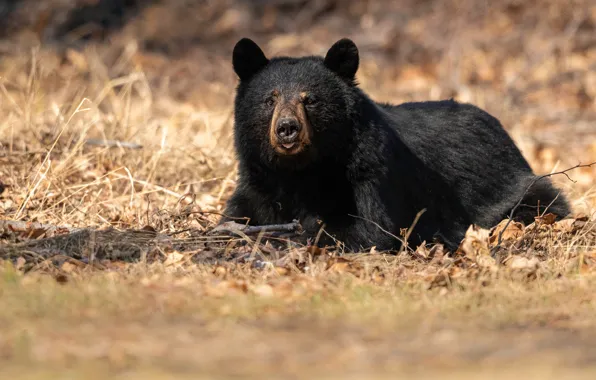 Autumn, look, face, glade, foliage, black, bear, lies
