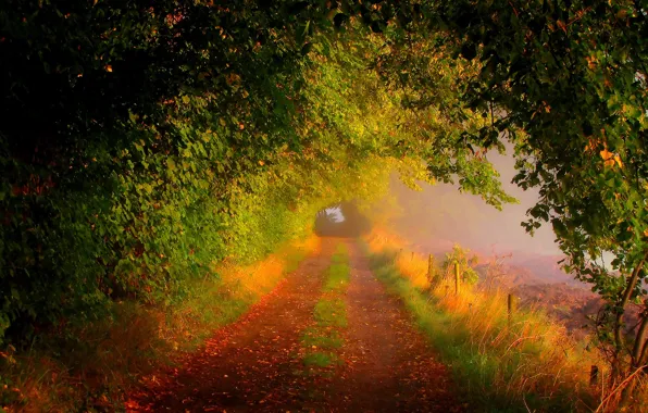 Road, field, autumn, forest, leaves, trees, nature, colors