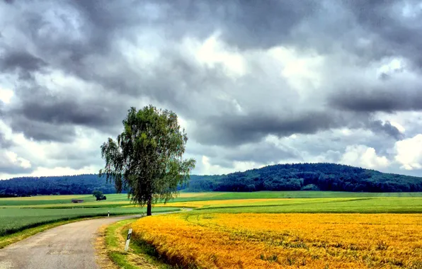 Picture road, field, the sky, trees, clouds