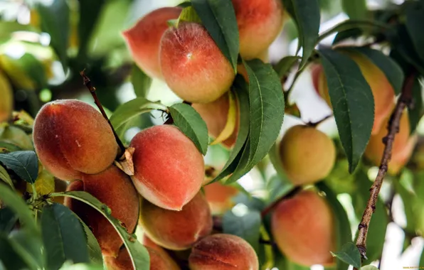 Nature, branch, fruit, peaches